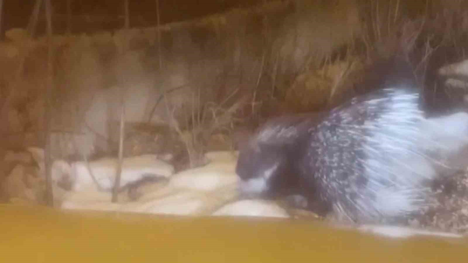 Afrika&rsquo;nın tehlikeli kirpisi Sivas&rsquo;ta g&ouml;r&uuml;nt&uuml;lendi
