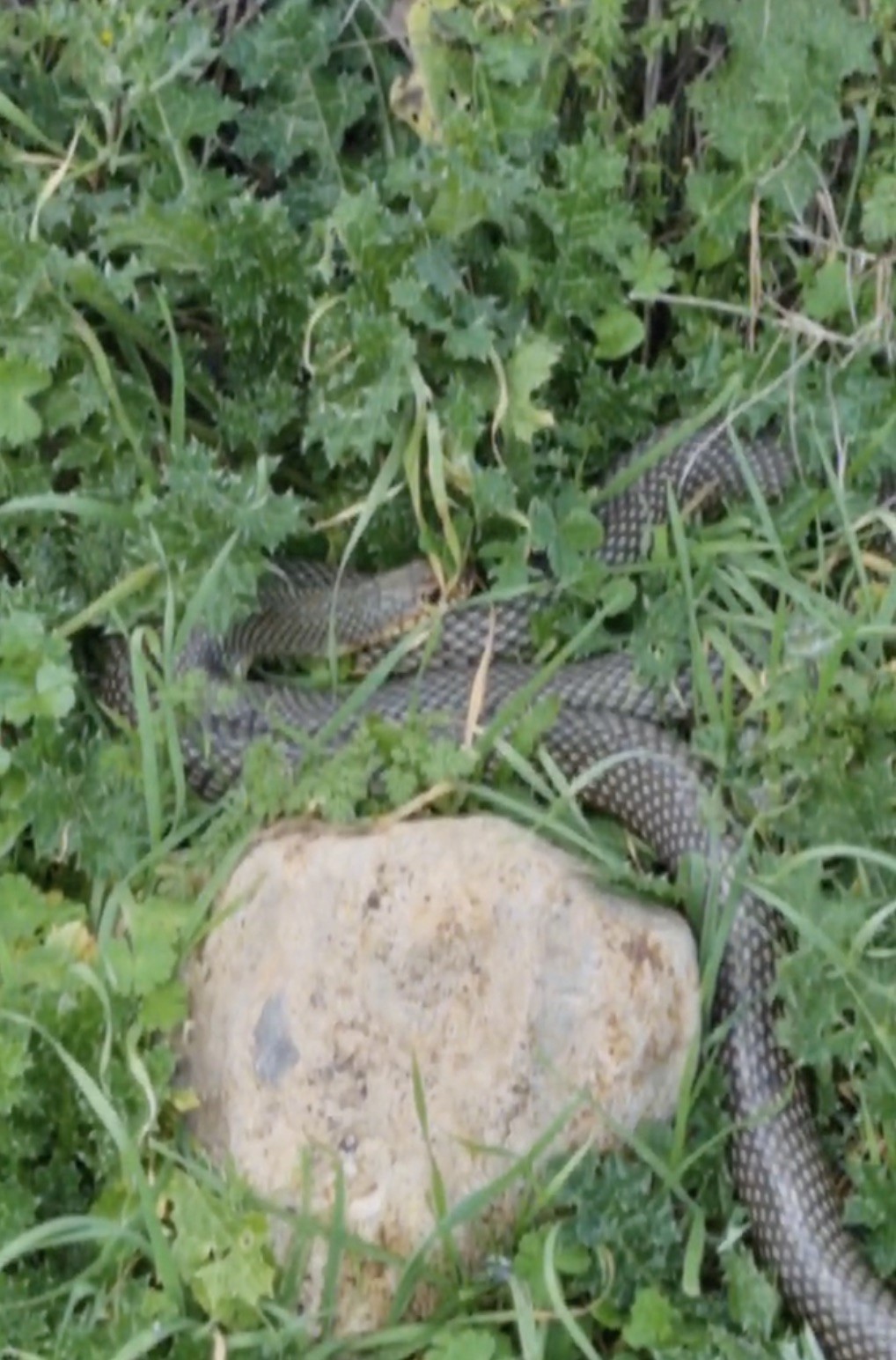 &Ccedil;an&rsquo;da 2 metrelik yılan kamerada
