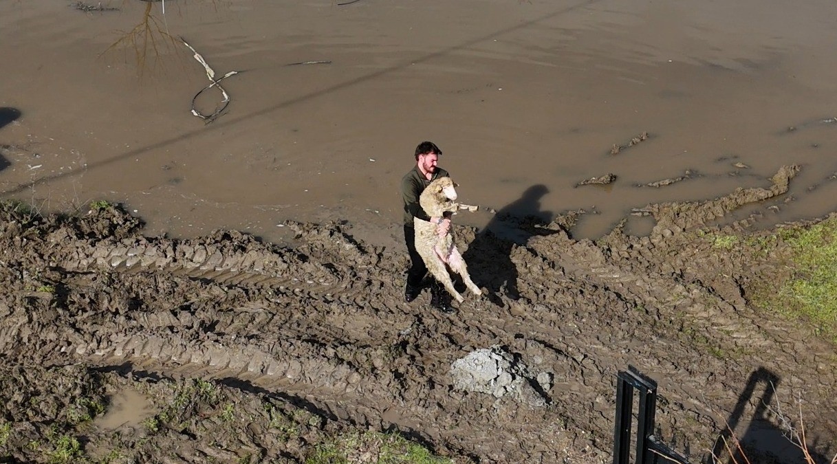 Meriç Nehri taştı; hayvanlar tahliye edildi, çiftçi malını kurtardı
