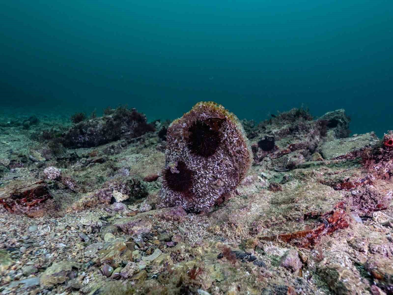 Akdeniz’de çok az kaldı, Tuzla’da umut verdi