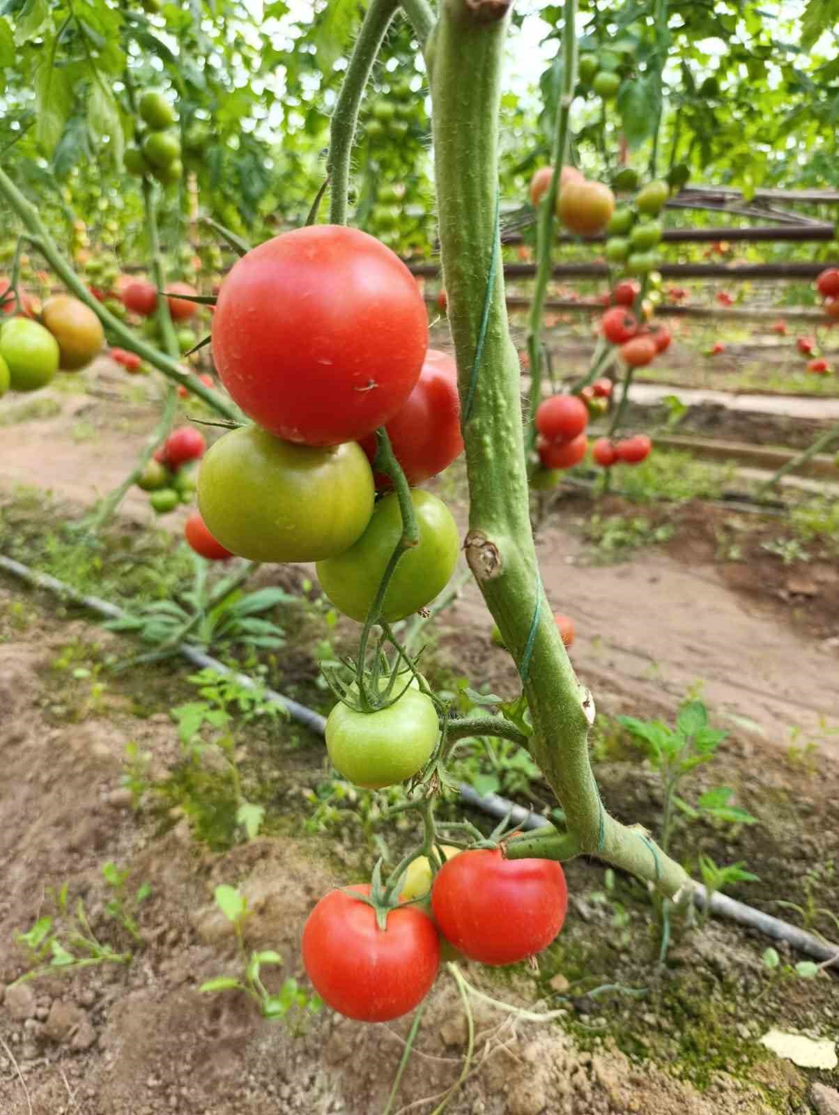Simav&rsquo;da yetişen &rsquo;coğrafi işaretli&rsquo; Eynal domatesi pazarlarda ilgi g&ouml;r&uuml;yor
