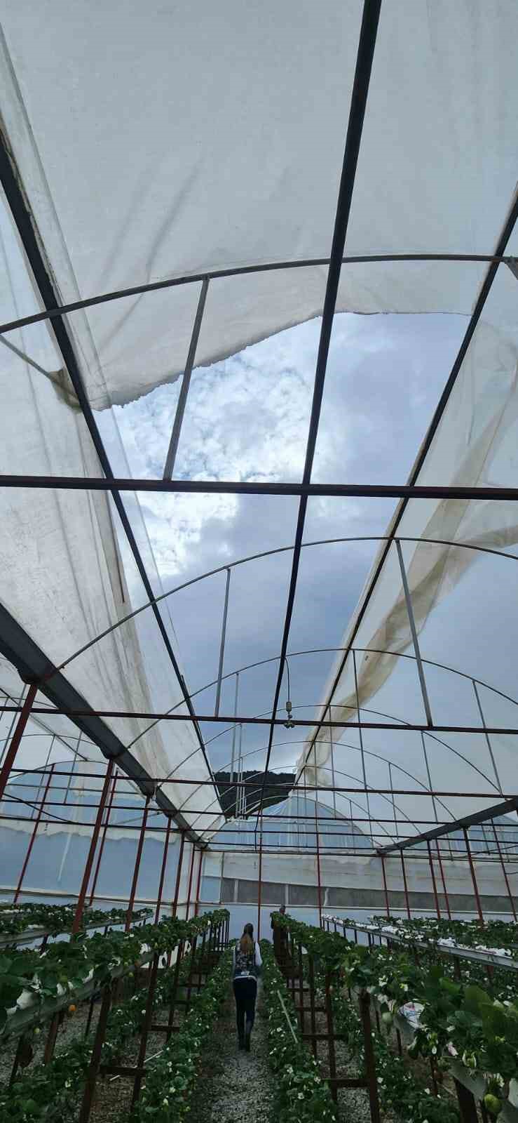 S&ouml;ke&rsquo;de aşırı yağışlar sonrası tarım alanlarında hasar tespiti
