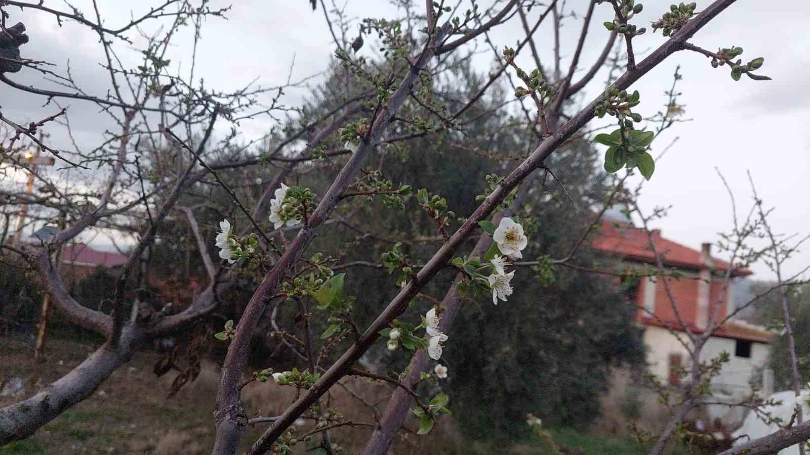 Sarıgöl’de ağaçlar çiçek açtı, dağlar mantar doldu