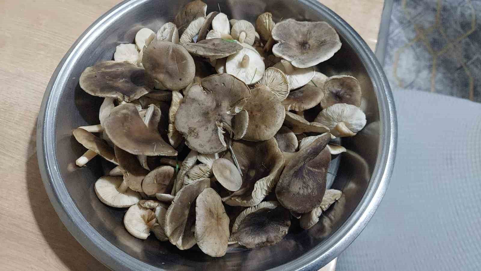 Sarıg&ouml;l&rsquo;de ağa&ccedil;lar &ccedil;i&ccedil;ek a&ccedil;tı, dağlar mantar doldu
