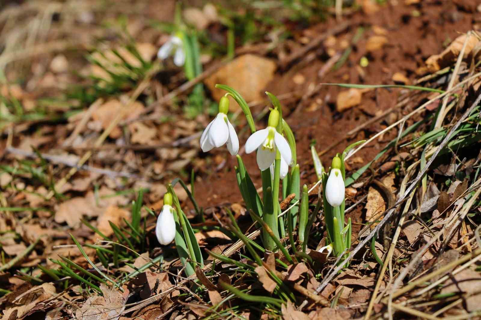Konya’nın yüksek kesimlerinde kardelenler görücüye çıktı
