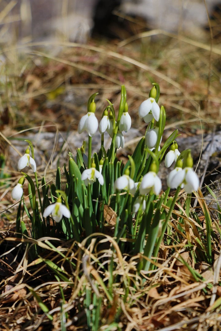 Konya&rsquo;nın y&uuml;ksek kesimlerinde kardelenler g&ouml;r&uuml;c&uuml;ye &ccedil;ıktı
