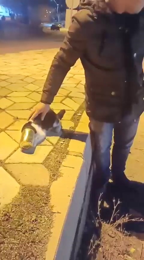 Başına konserve sıkışan kedi kurtarıldı