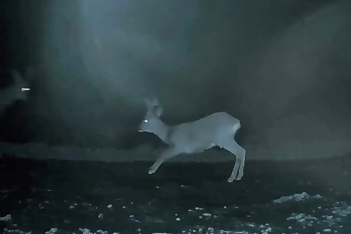 Ganos’ta doğanın neşesi karacalar görüntülendi