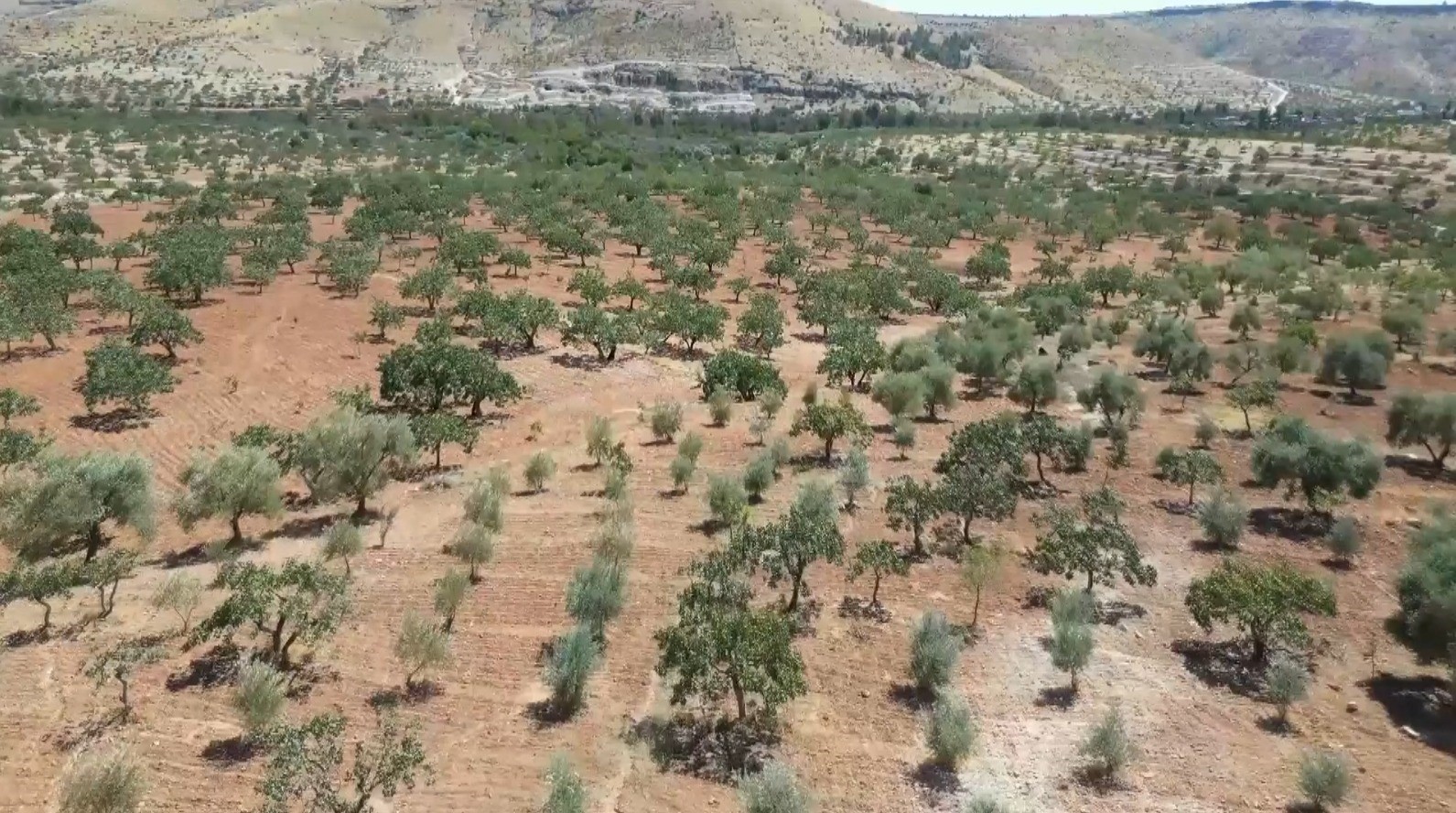 Şanlıurfa’da yoğun kar yağışları çiftçinin yüzünü güldürdü