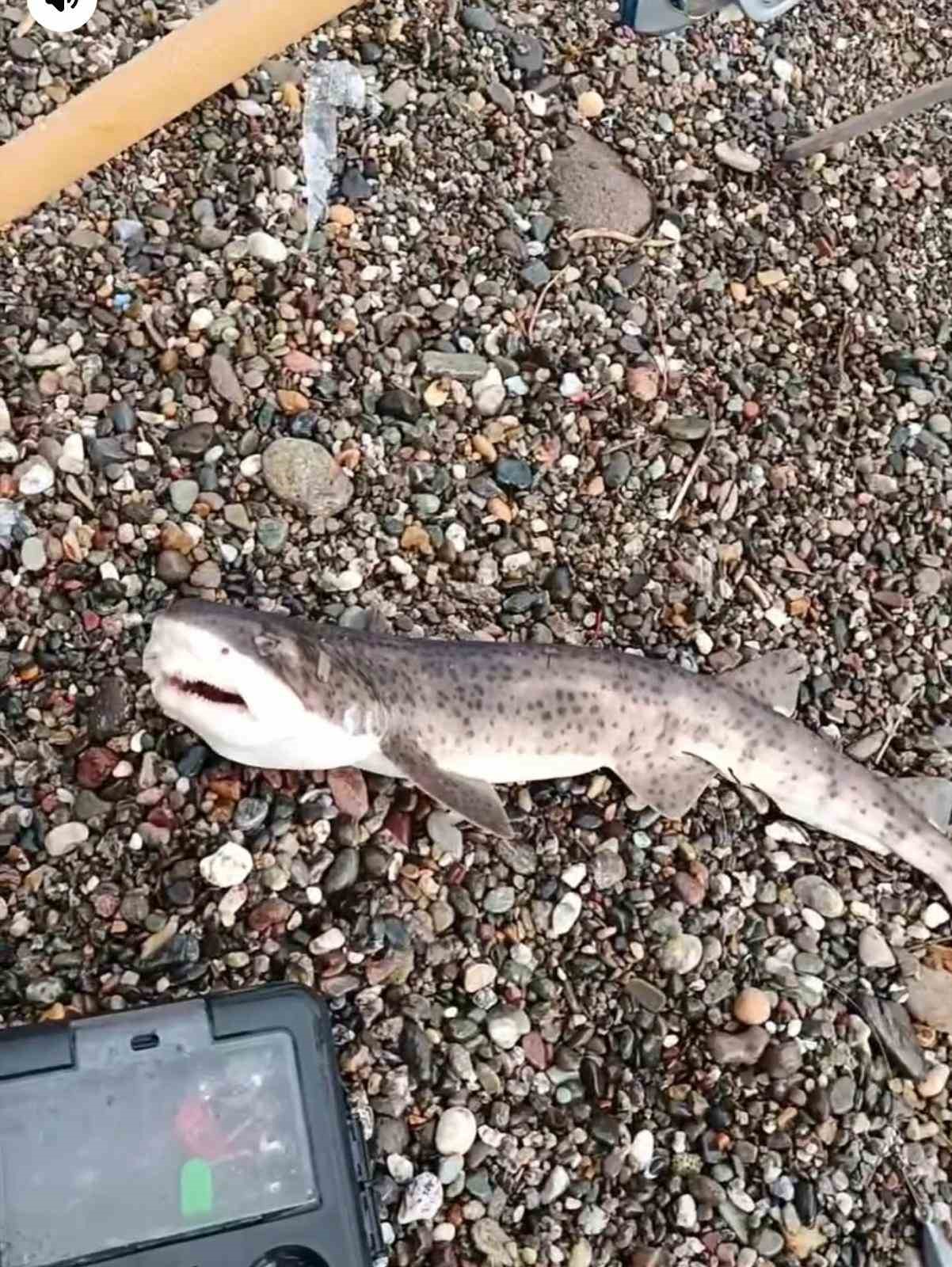 Çanakkale’de amatör balıkçıların oltasına yavru köpek balığı takıldı