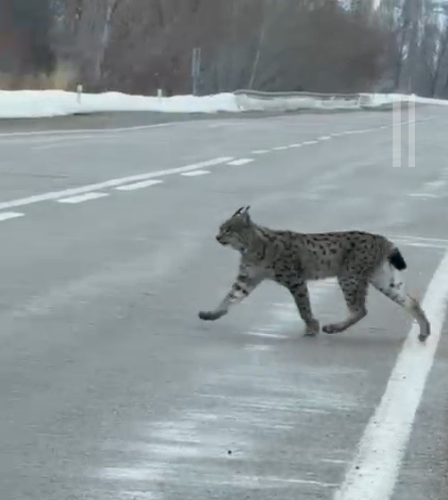 Nesli t&uuml;kenme tehlikesi altında bulunan iri c&uuml;sseli vaşak Bayburt kırsalında g&ouml;r&uuml;ld&uuml;

