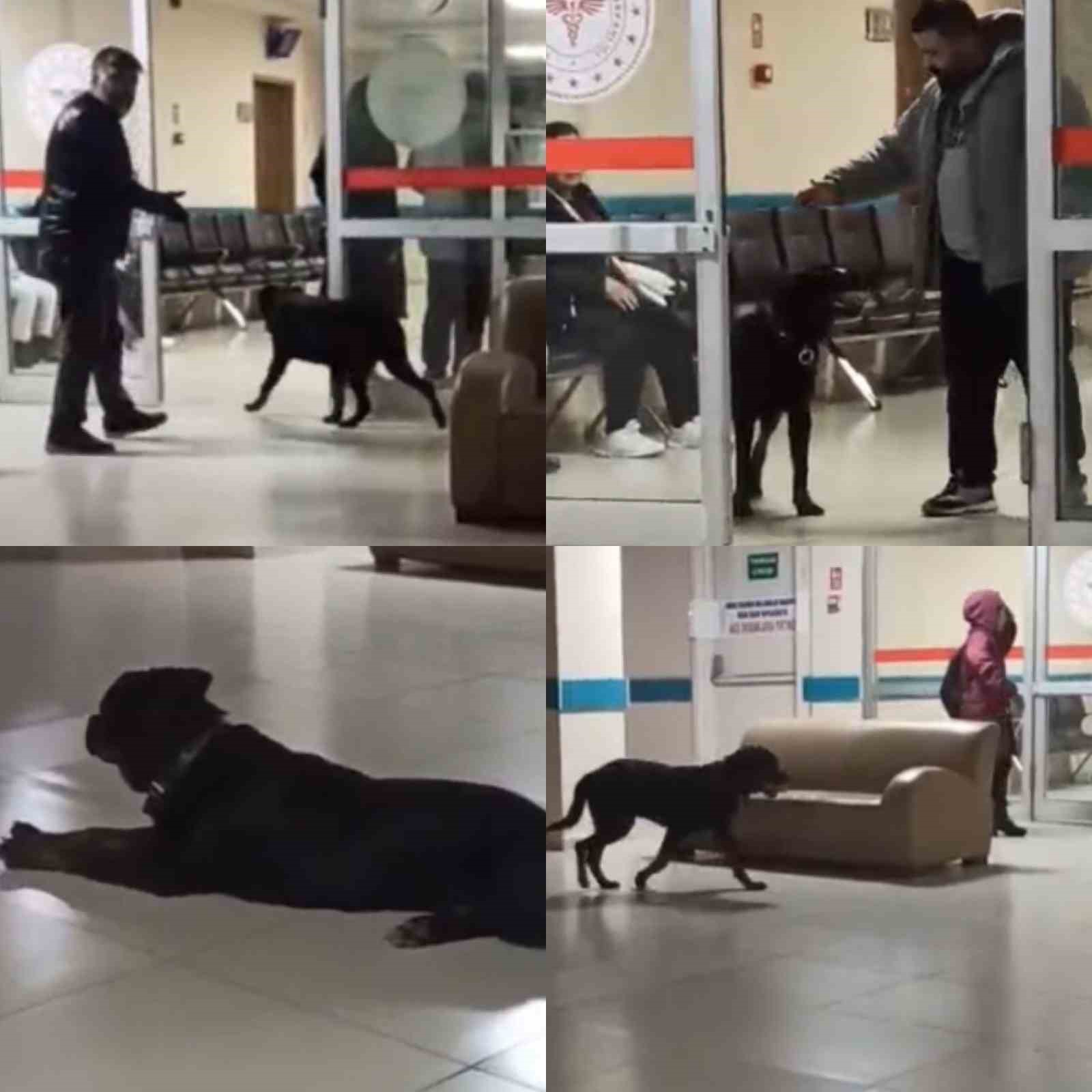 Hastane koridorlarında dolaşan köpek tedirgin etti
