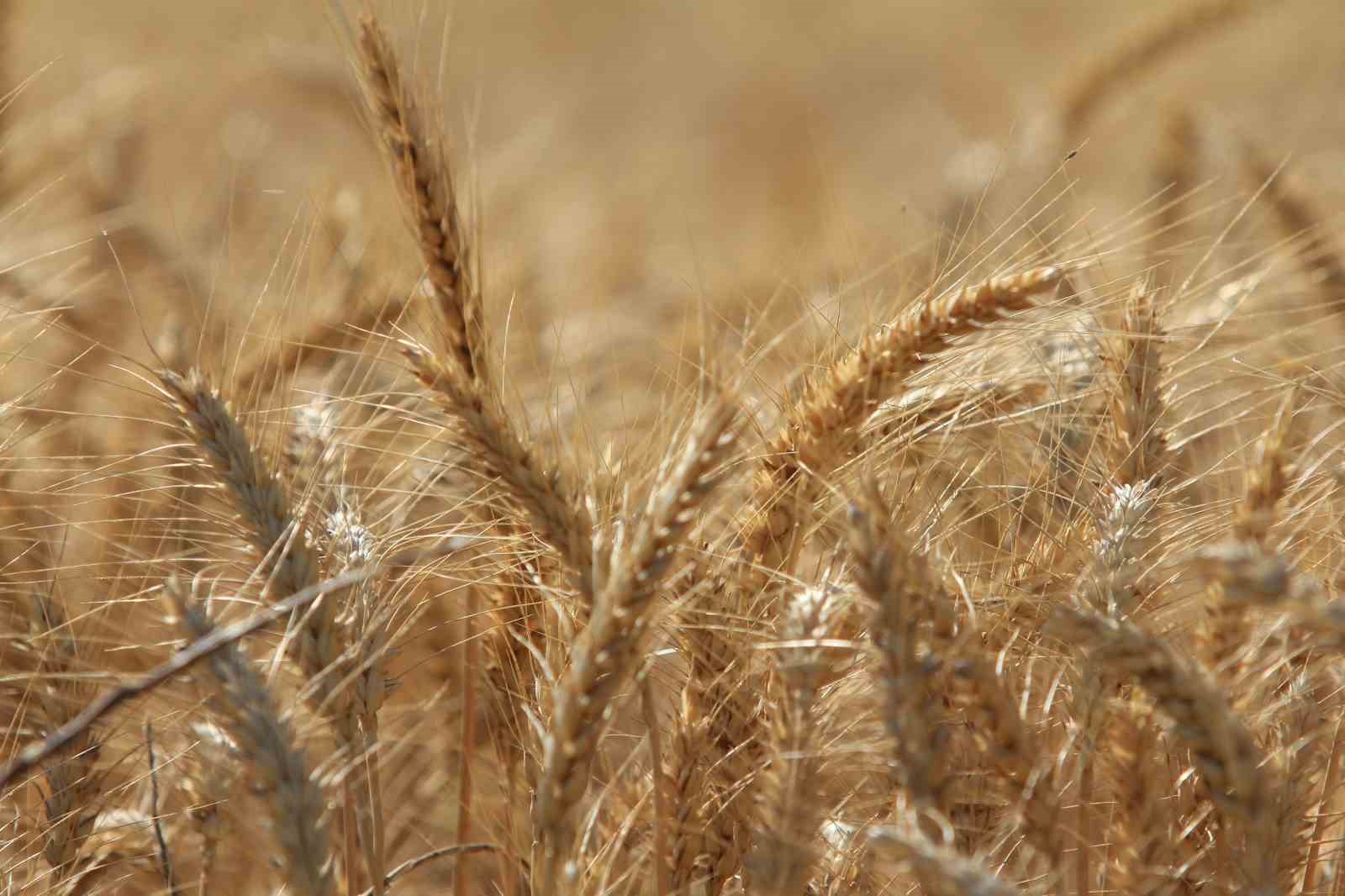 Dünya tahıl üretiminde 133 milyon ton artışla rekor bekleniyor