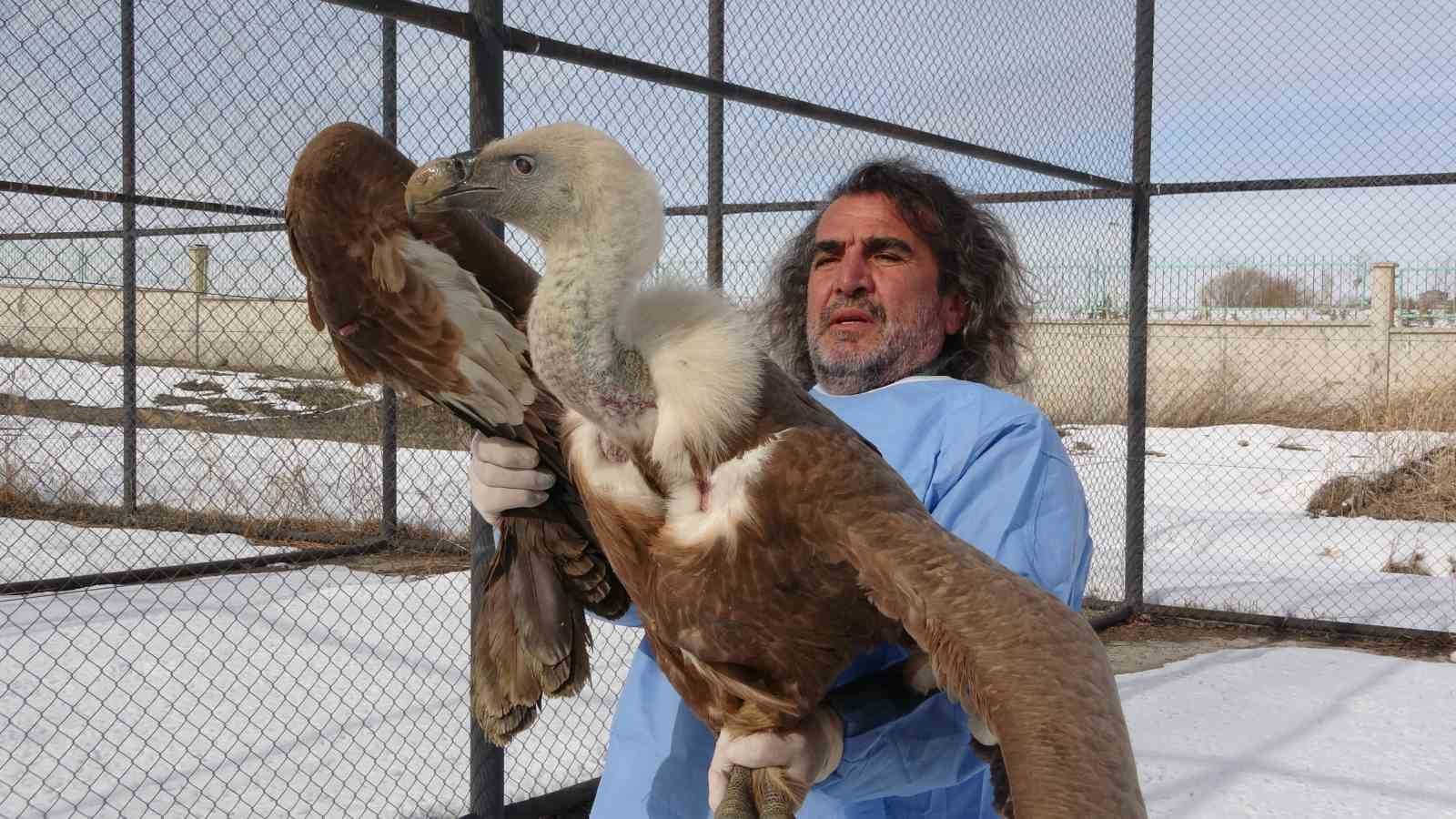 Van YYÜ’de yırtıcı kuşlar şifa bulup doğaya dönüyor
