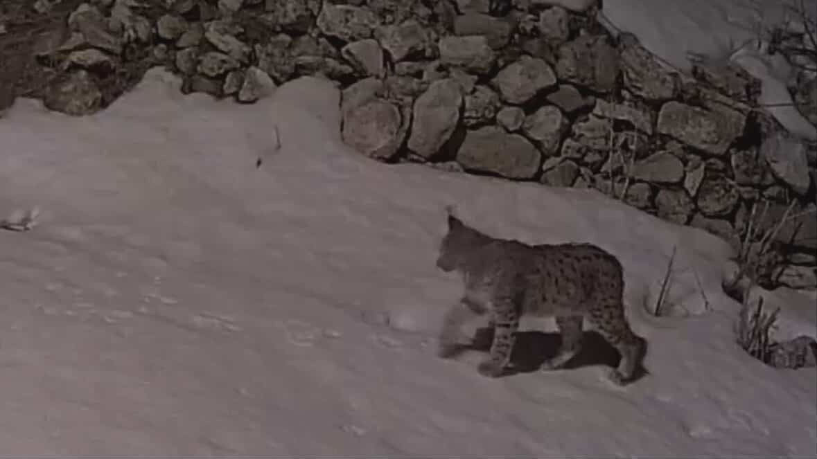 K&ouml;y yerleşim alanında yiyecek arayan vaşak g&uuml;venlik kamerasına yansıdı
