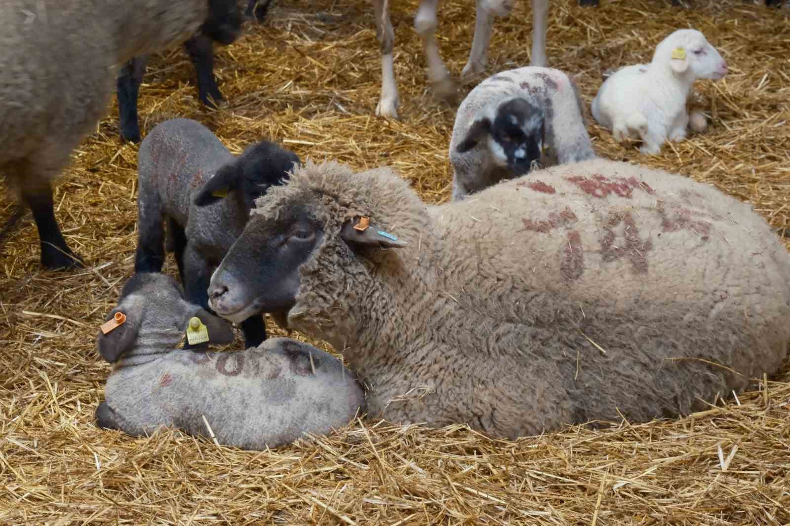 Yılların Merinos Koyunu&rsquo;na yeni et&ccedil;il rakip geldi: Bandırma Koyunu
