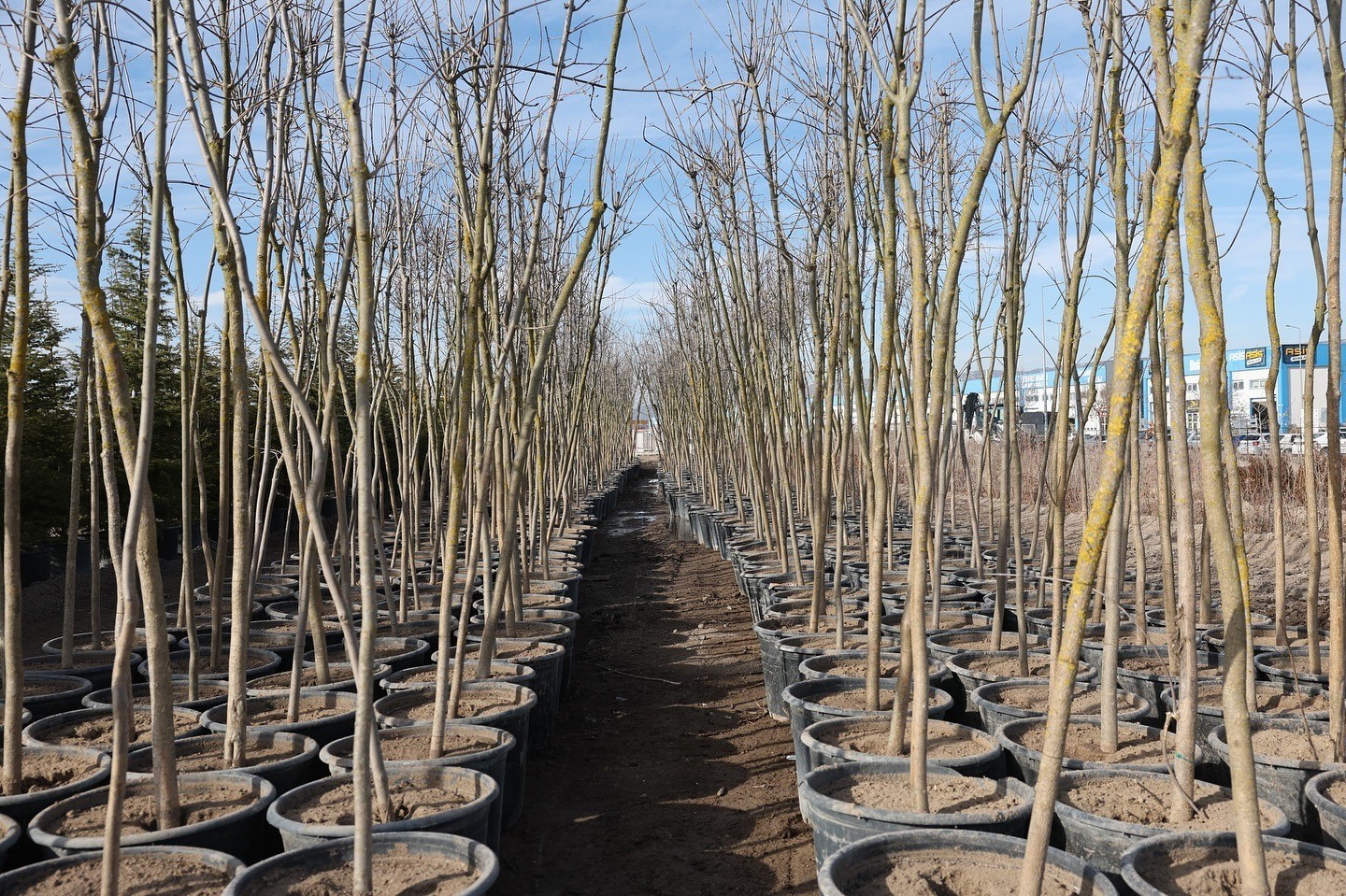 Başkan &Ccedil;olakbayrakdar: "Şehrin yeşil geleceğini Kocasinan&rsquo;da inşa ediyoruz"
