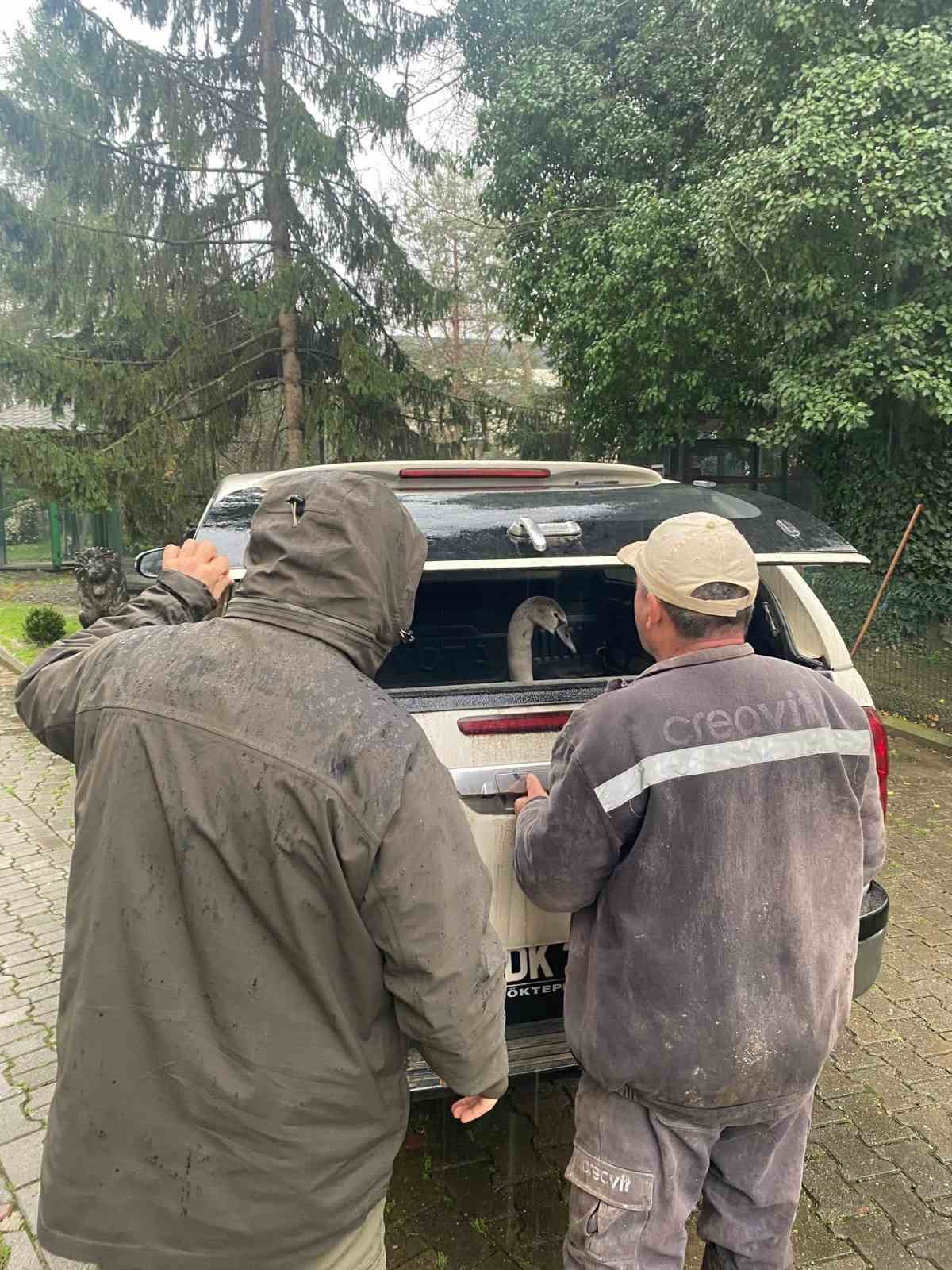 Sahil kenarında bulunan kuğu koruma altına alındı
