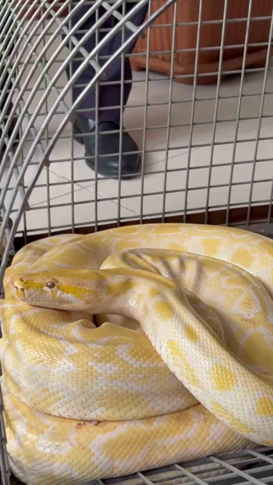 Denizli&rsquo;de g&ouml;steride kullanılan nesli tehlike altındaki piton koruma altına alındı
