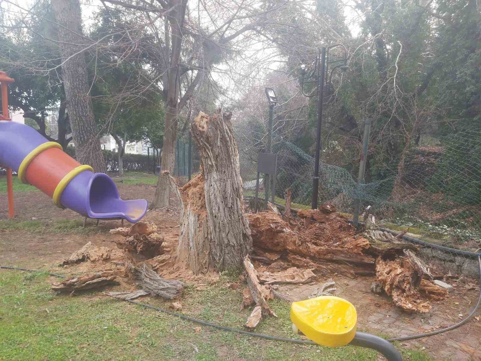Bozdoğan’da ağaç devrildi, duvar çöktü: 2 yaralı
