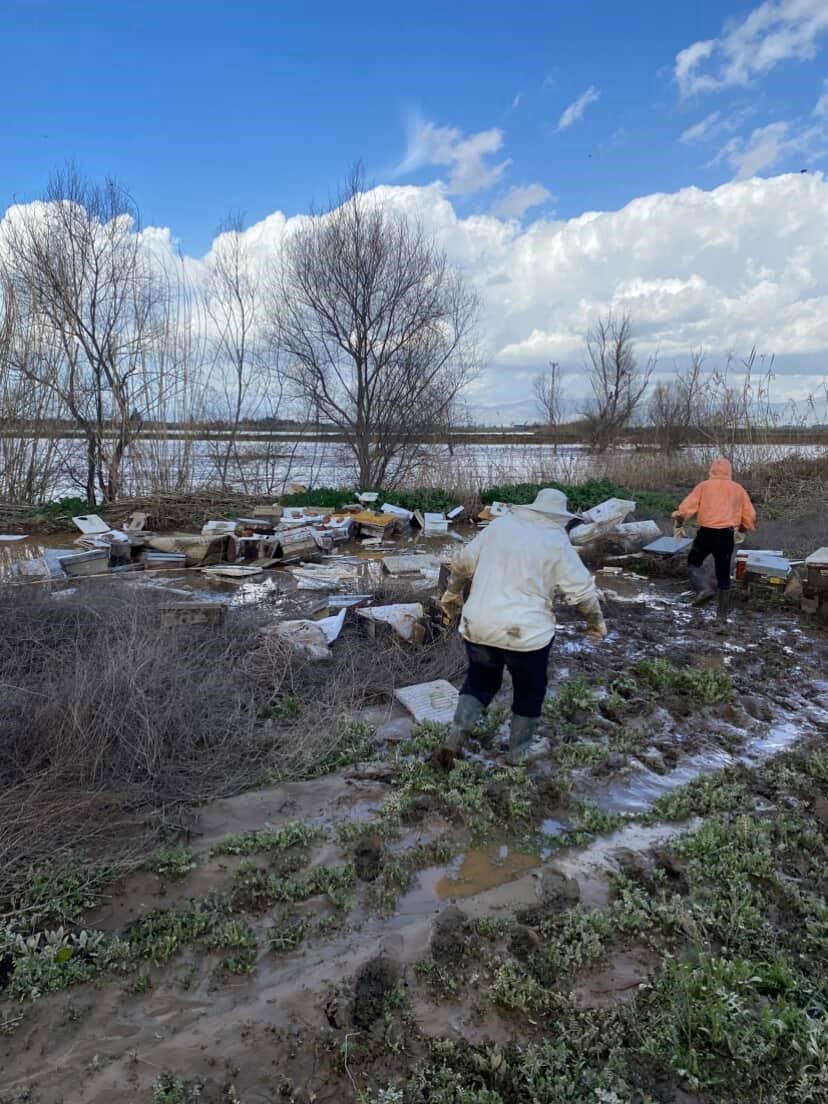 Salihli’de 103 kovan arı sele kapıldı