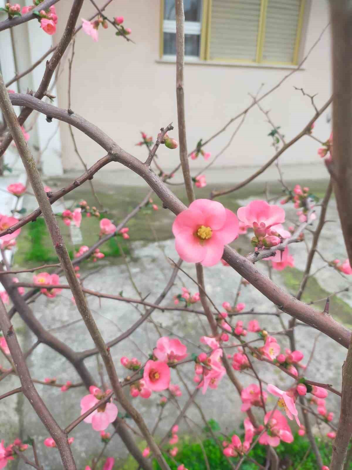 İzmir&rsquo;de ayva &ccedil;i&ccedil;ek a&ccedil;tı
