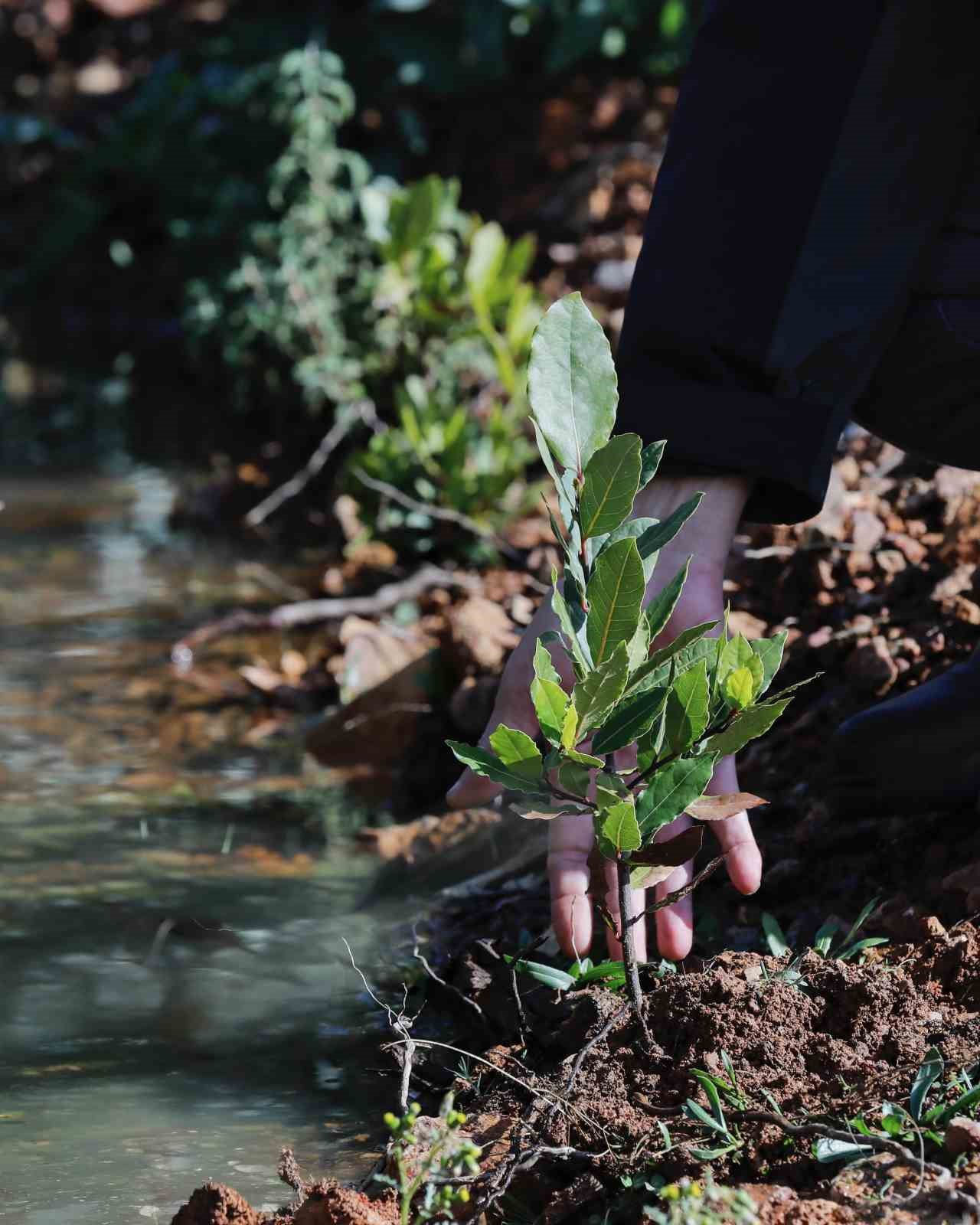 Yamanlar’da yanan ormanlar yeniden yeşeriyor