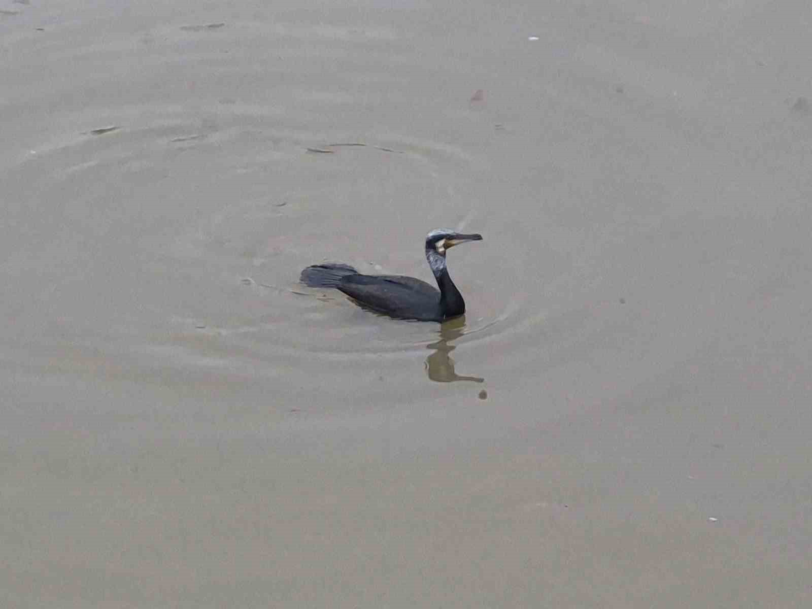 Karabatak kuşu Porsuk Çayı’nda avlanmaya çalıştı