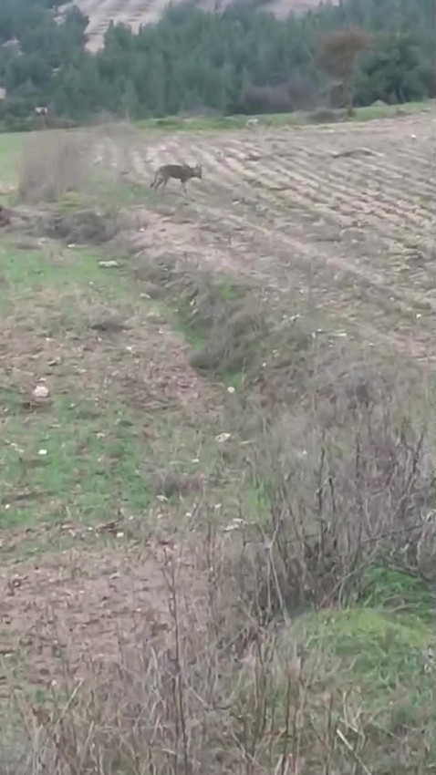 &Ccedil;ift&ccedil;inin kurtla ilgin&ccedil; diyaloğu kamerada
