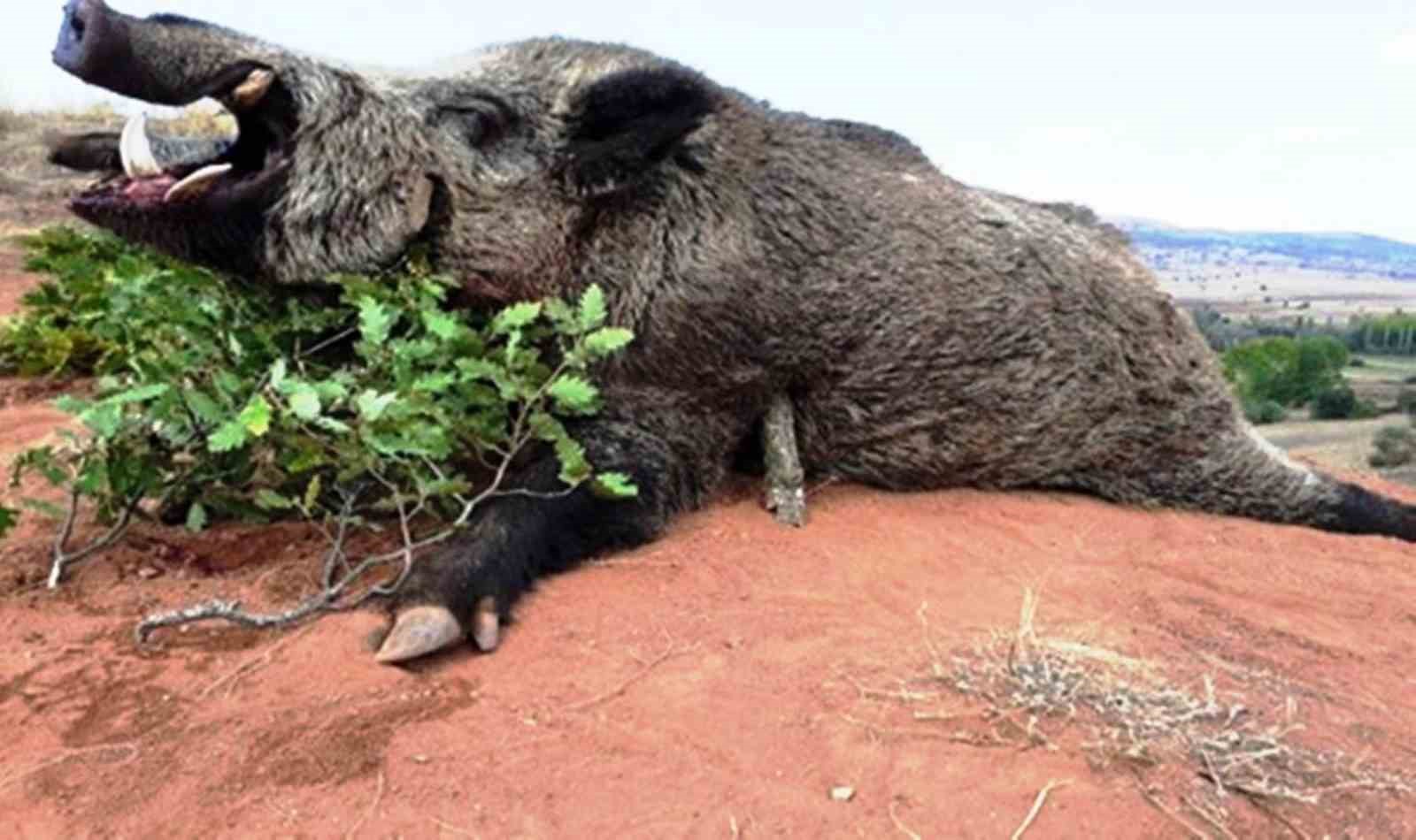 Samsun’da avlanma pulundan 5 milyon TL gelir