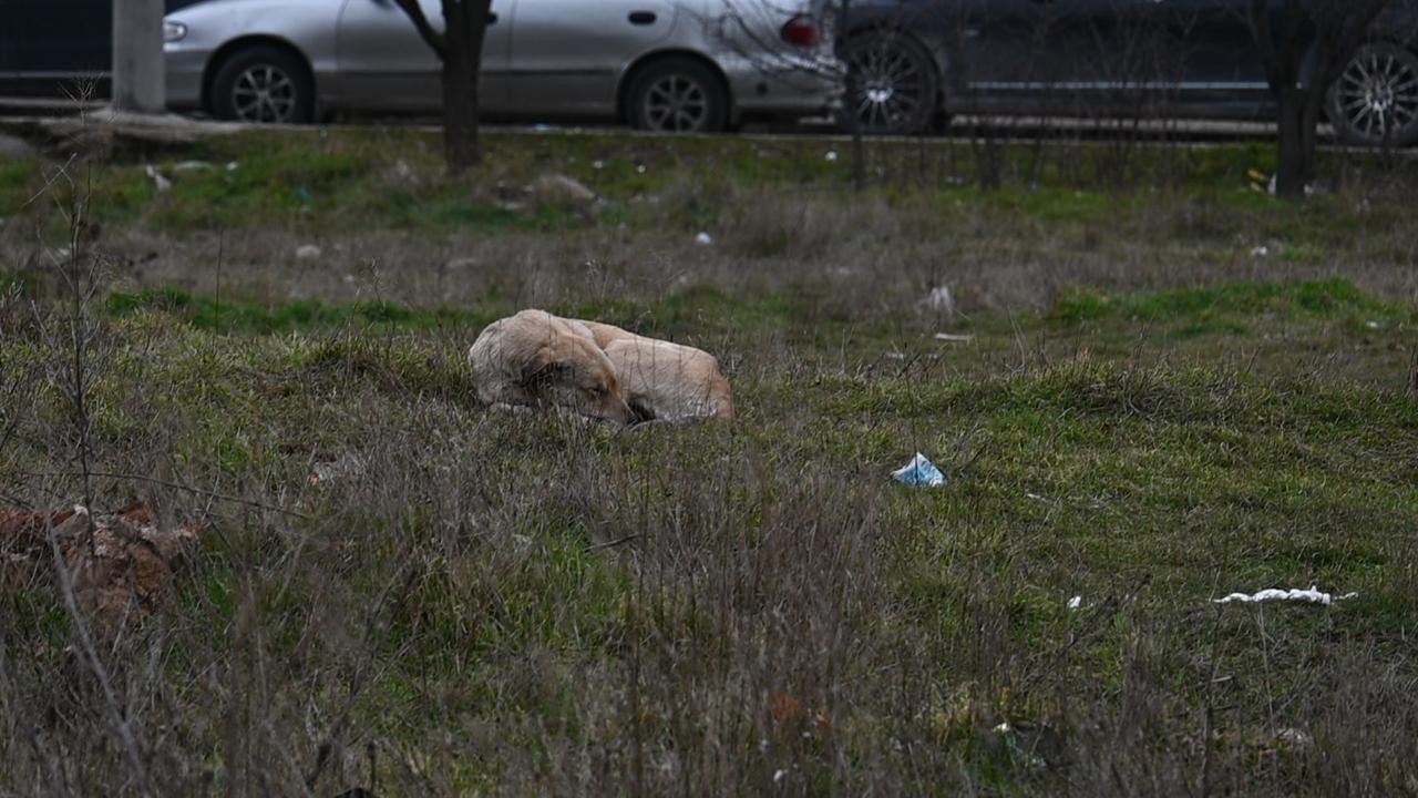 Eskişehir’de toplanmayan başıboş köpekler tedirgin ediyor