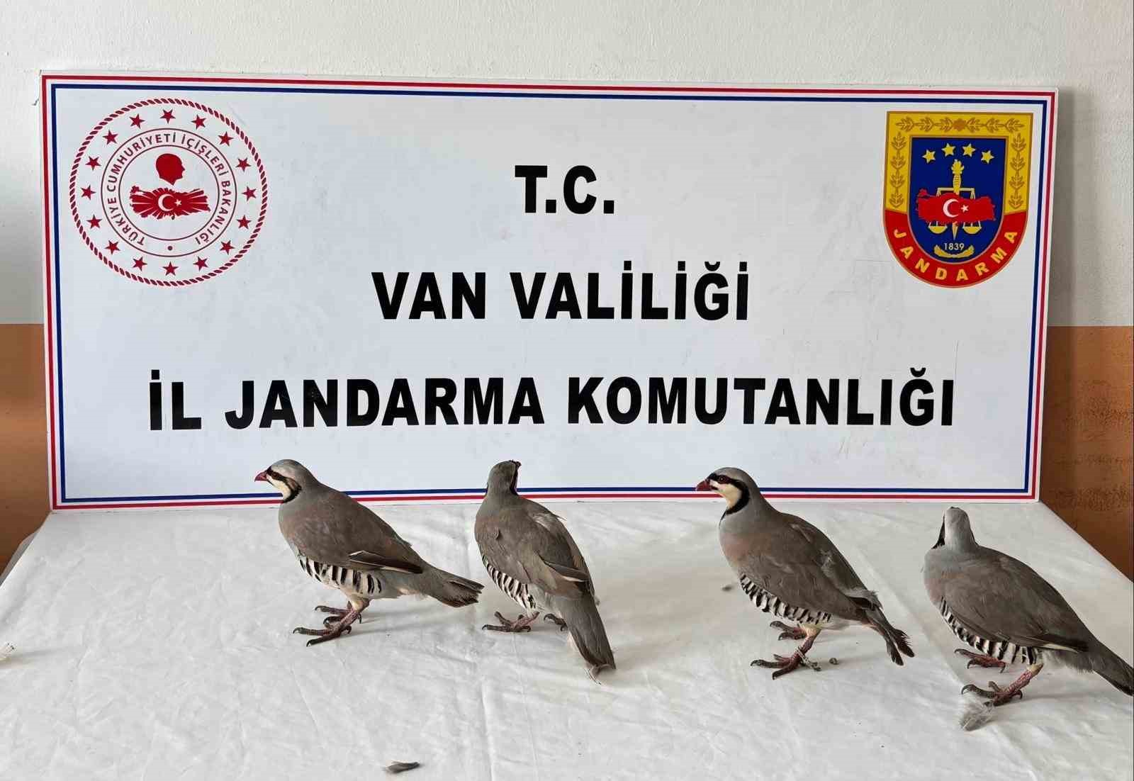 Van’da 4 keklik ele geçirildi