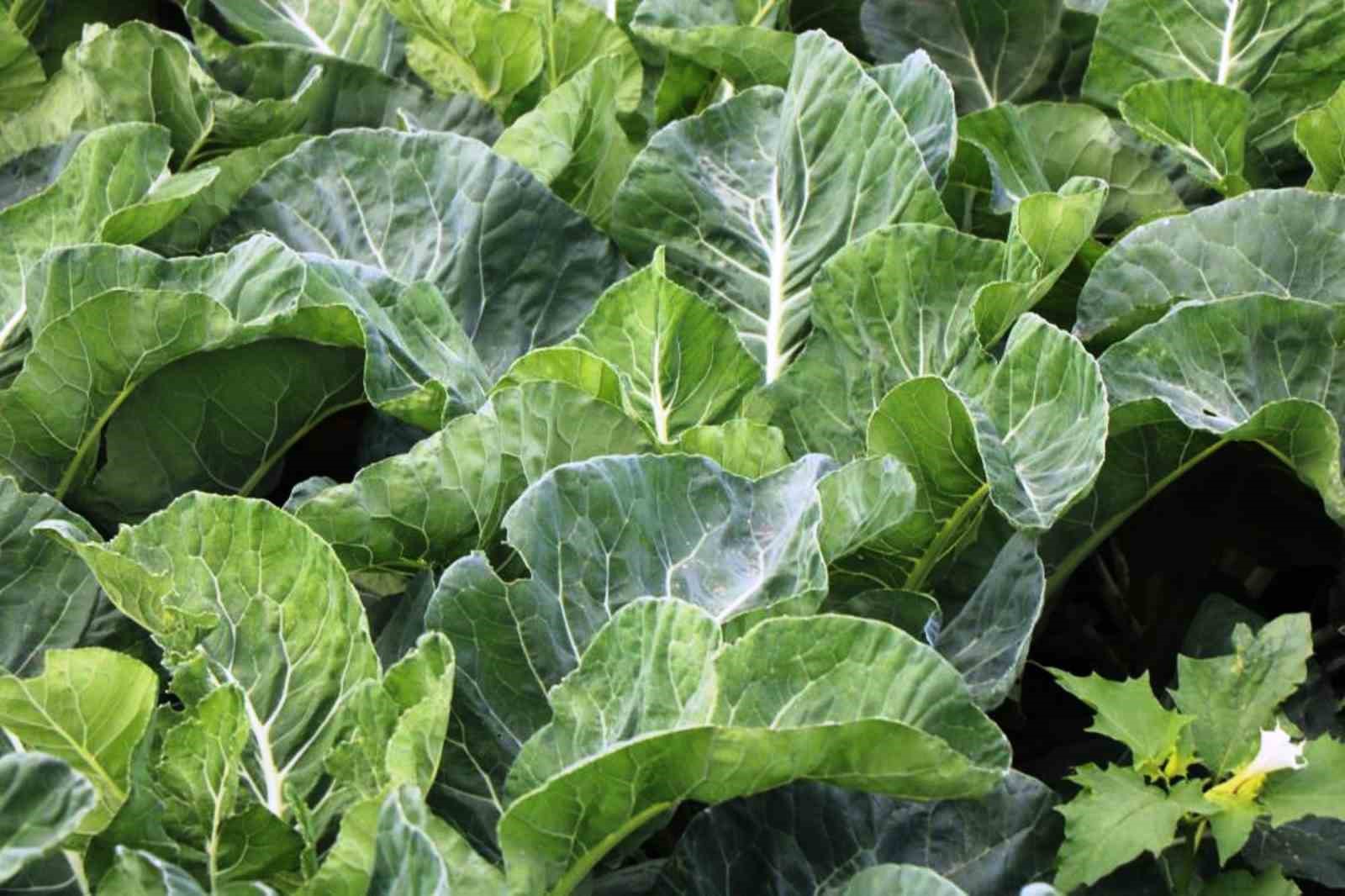 Tarımsal &uuml;retimde Samsun başı &ccedil;ekiyor
