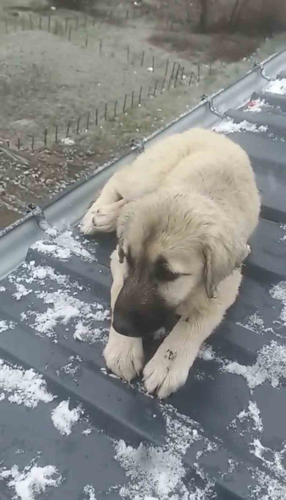 Baba oğul, &ccedil;atıda &ouml;l&uuml;m&uuml;n eşiğindeki yavru k&ouml;peği kurtardı
