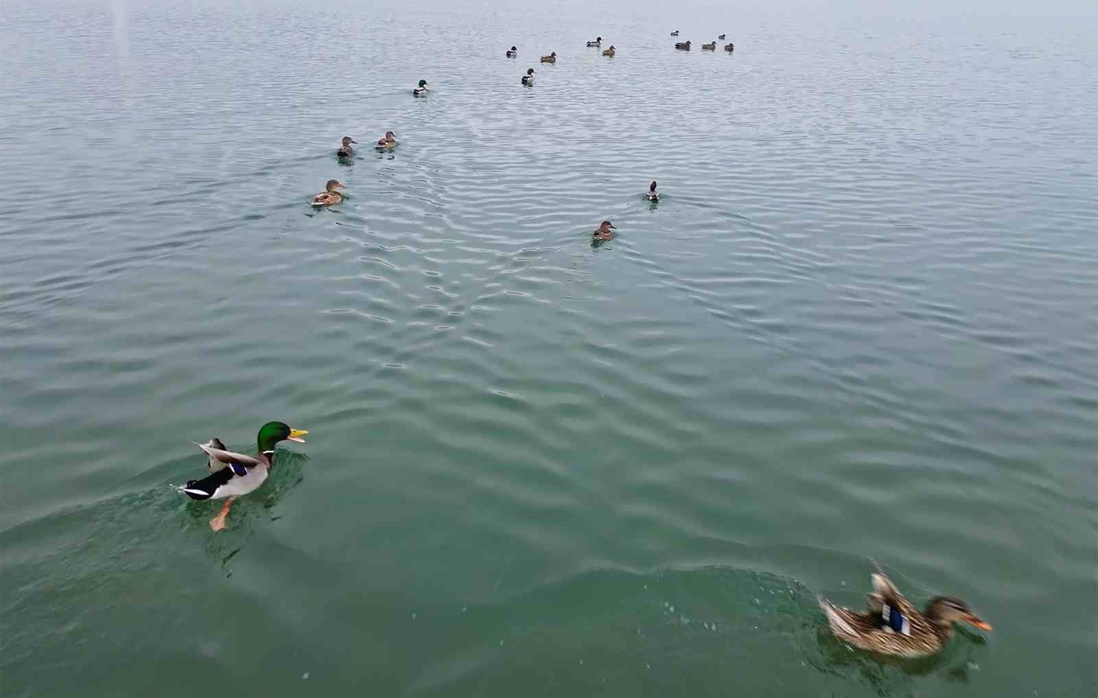 Bitlis’te sazlıklar dondu, kuşlar gölde toplandı