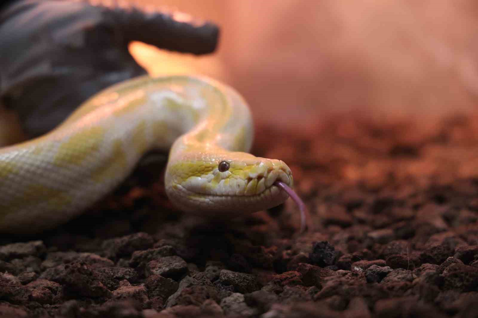 Denizli’de el konulan nesli tehlike altındaki piton Konya’da koruma altına alındı