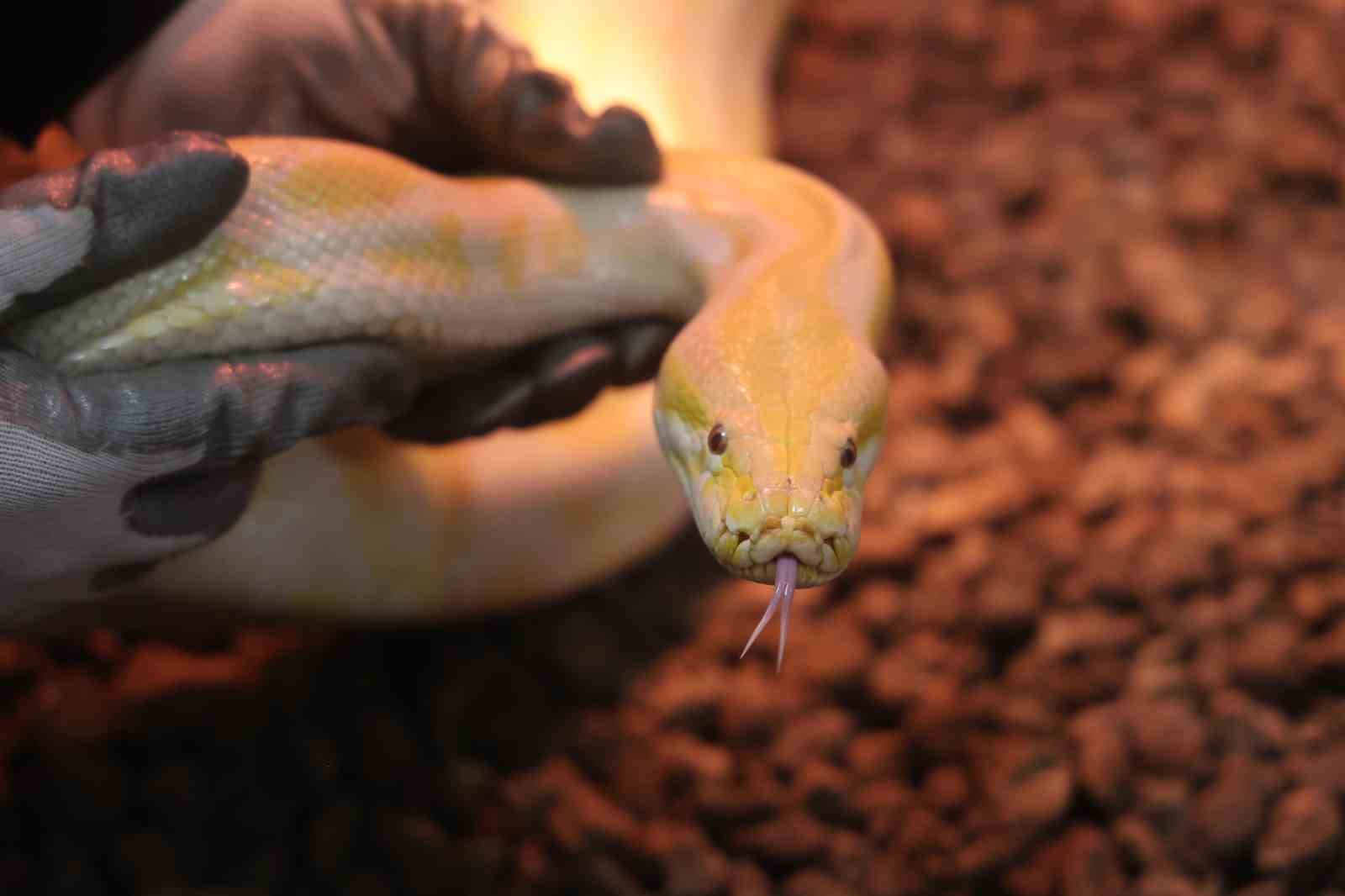 Denizli&rsquo;de el konulan nesli tehlike altındaki piton Konya&rsquo;da koruma altına alındı

