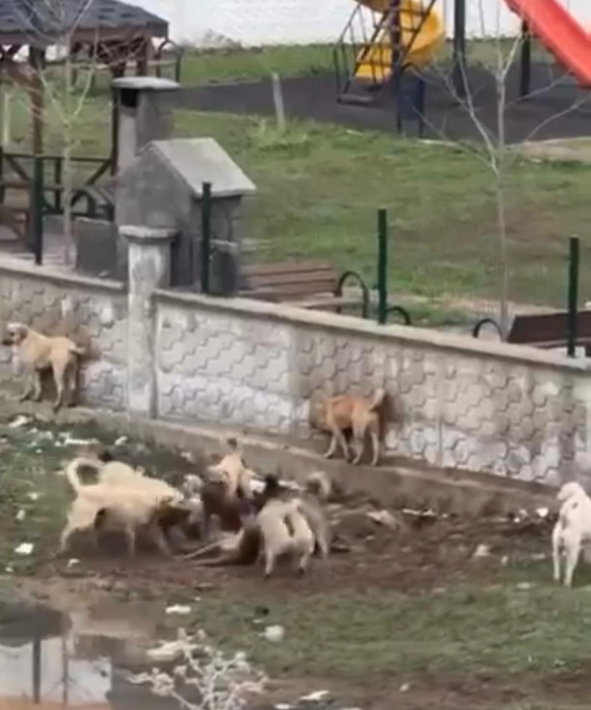 Diyarbakır’da sokak köpeklerinin bir köpeği parçalamaya çalıştığı anlar kamerada