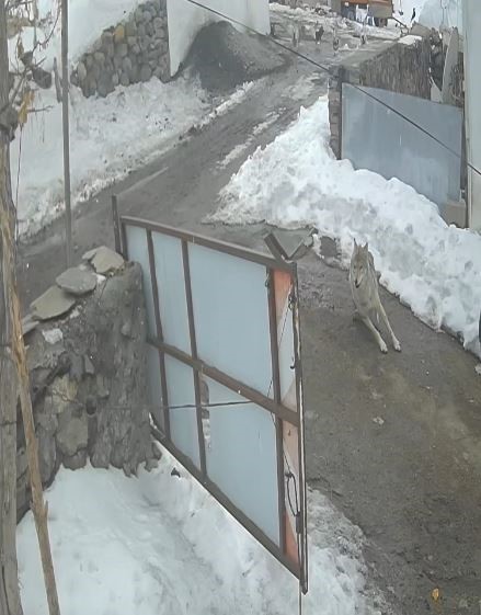 K&ouml;ye inen kurt kaz s&uuml;r&uuml;s&uuml;ne saldırdı
