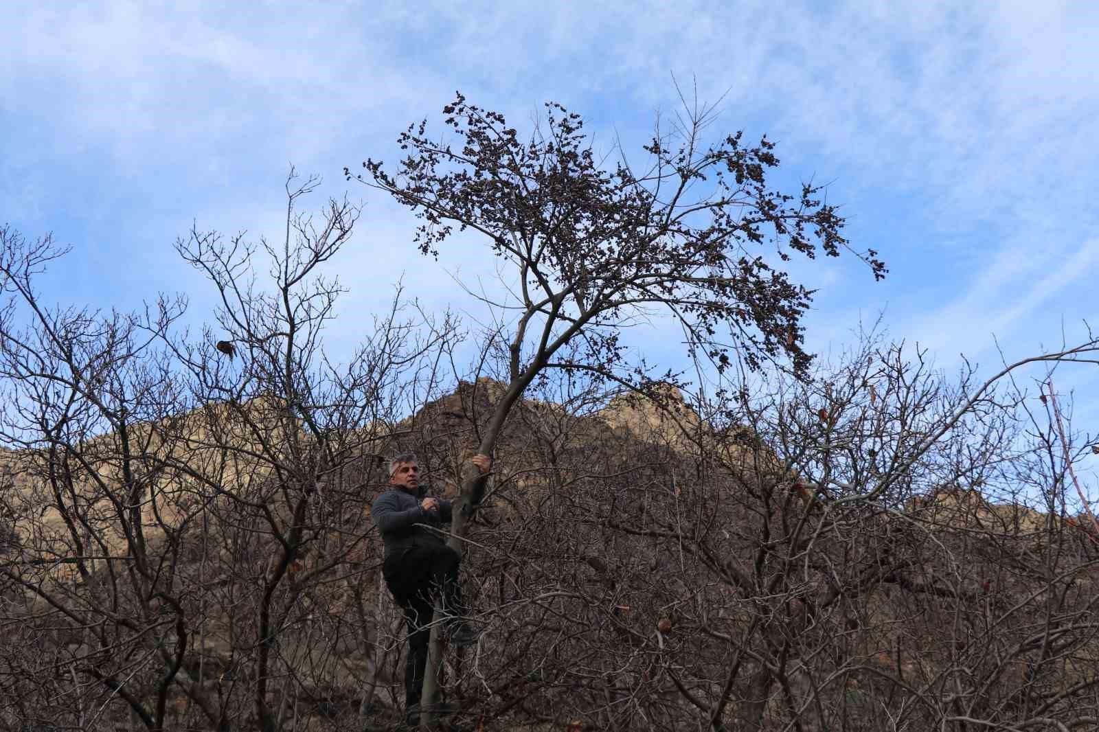 Kara hurmayı Şubat ayında dalından yiyorlar

