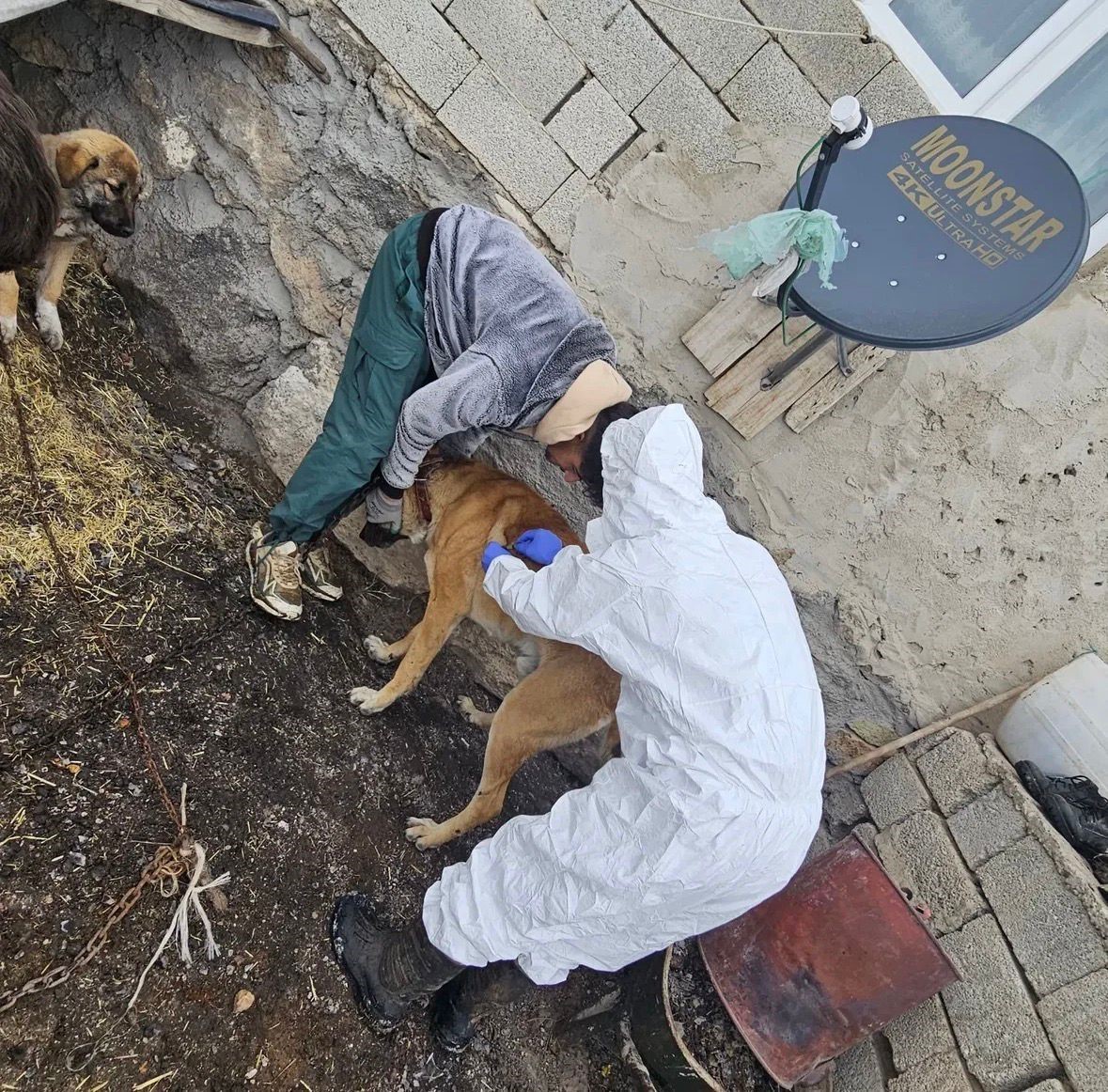 Diyadin&rsquo;de k&ouml;peklere kuduz aşısı uygulaması başladı
