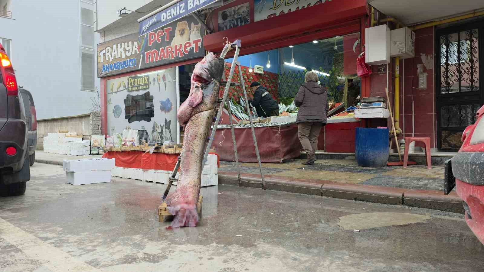 Taşkın dev balığı kıyıya attı: 102 kilo, 2.40 metre