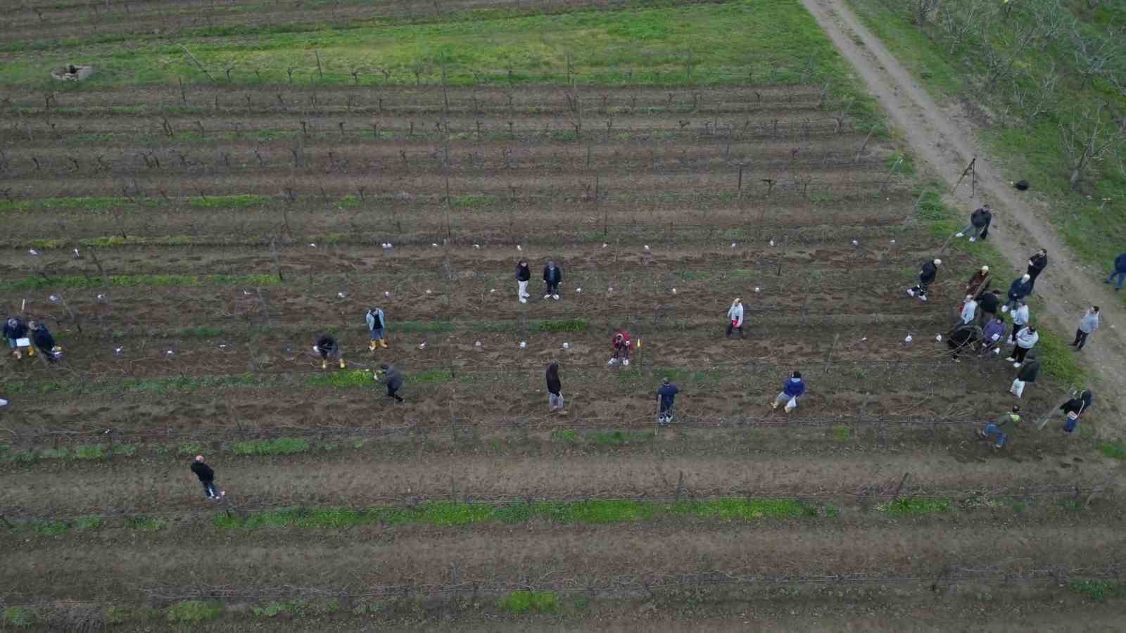 Tekirdağ’da  bağ budama yarışması