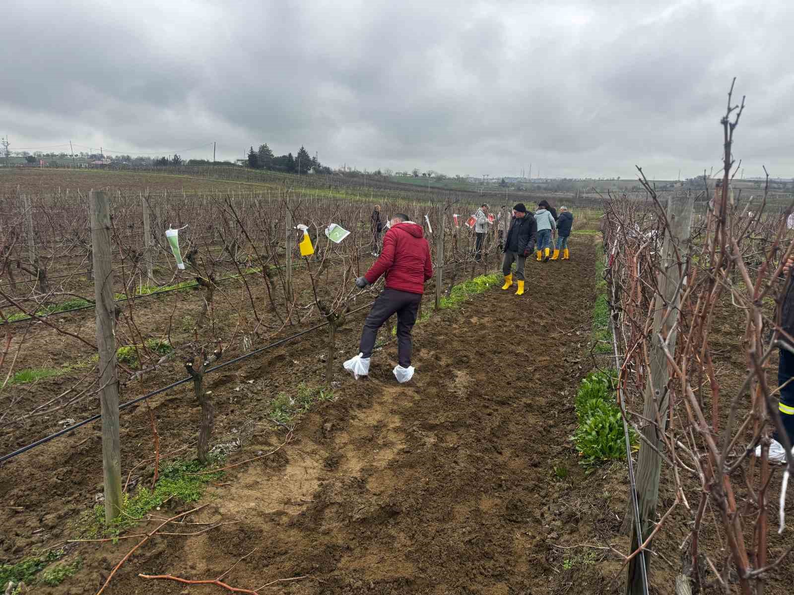 Tekirdağ&rsquo;da  bağ budama yarışması
