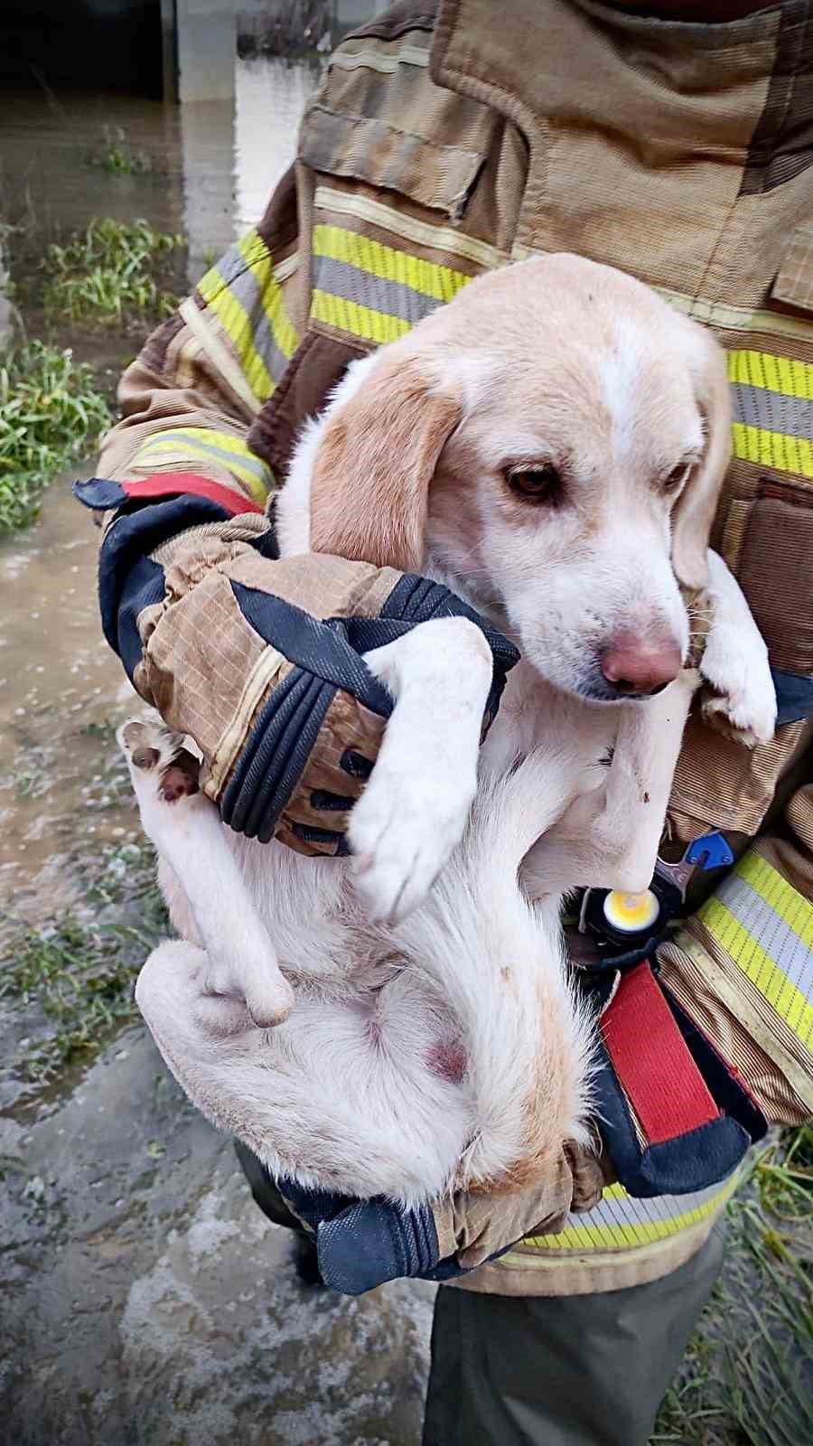 Umuda uzanan eller: Mahsur kalan k&ouml;peği itfaiye kurtardı
