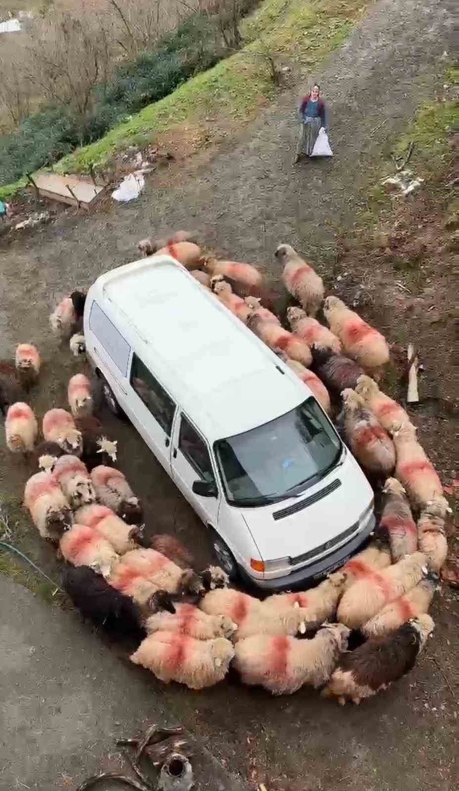 Trabzon&rsquo;da ilgin&ccedil; g&ouml;r&uuml;nt&uuml;ler
