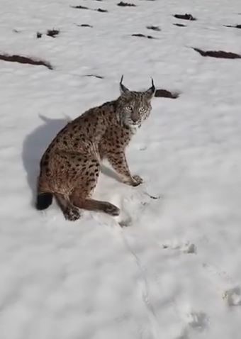 Yaralı vaşağı g&ouml;ren tır şof&ouml;r&uuml; &lsquo;İnsanlık &ouml;lmemiş&rsquo; dedirtti
