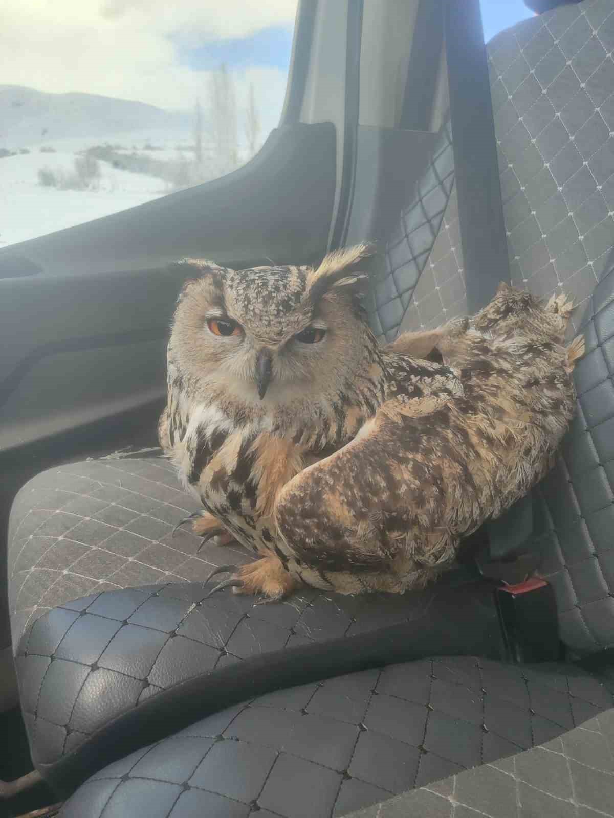 Bayburt&rsquo;ta duyarlı vatandaşın yaralı halde bulduğu puhu kuduz &ccedil;ıktı
