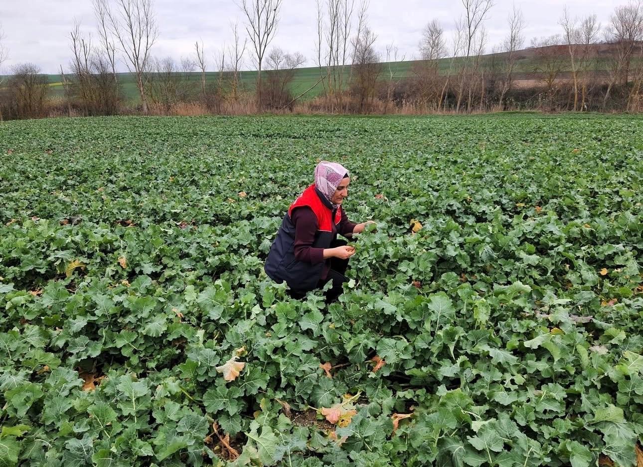 Babaeski’de kanola ekim alanlarında teknik kontrol yapıldı