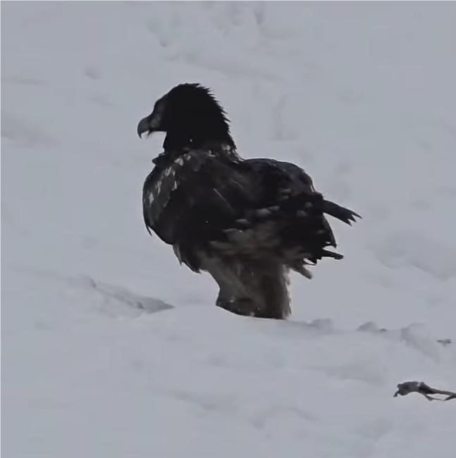 Tunceli&rsquo;de karlı arazide kara akbaba g&ouml;r&uuml;nt&uuml;lendi
